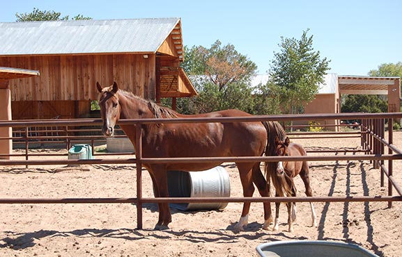 Mare With Colt